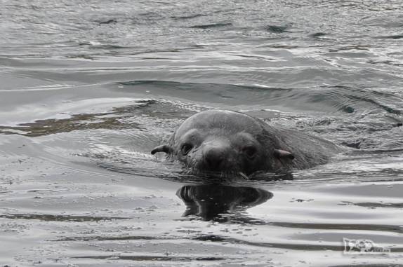 Um lobo marinho nada nas águas geladas de Stromness, na Geórgia do Sul
